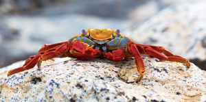Sally Lightfoot Crab, 莎莉莱特福特蟹 Thumbnail
