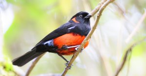 Scarlet-bellied Mountain Tanager, 朱腹岭裸鼻雀, Anisognathus igniventris Thumbnail