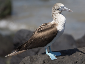 Blue-footed Booby (1), 蓝脚鲣鸟, Sula nebouxii Thumbnail