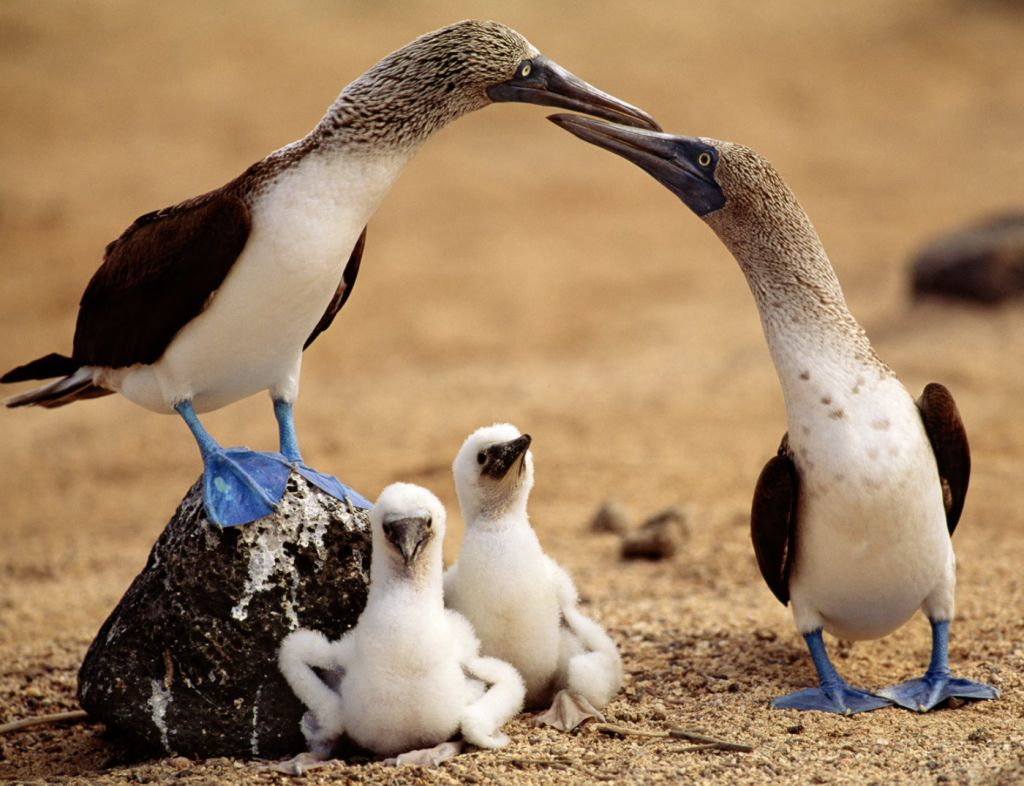 Blue-footed Booby (2), 蓝脚鲣鸟, Sula nebouxii