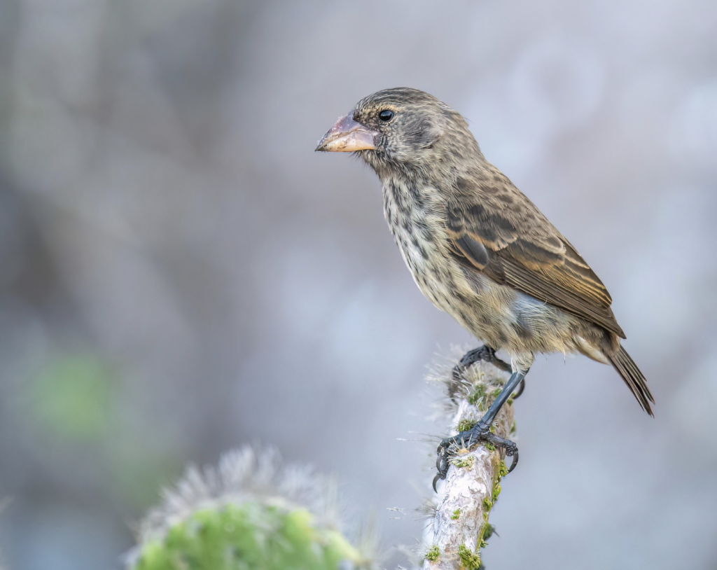 Common Cactus Finch, 仙人掌地雀, Geospiza scandens