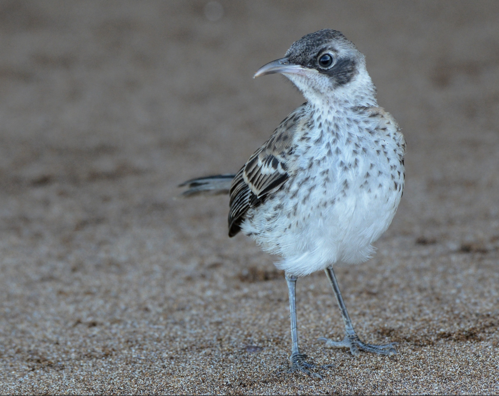 Galapagos Mockingbird, 加岛嘲鸫, Mimus parvulus