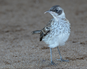 Galapagos Mockingbird, 加岛嘲鸫, Mimus parvulus Thumbnail