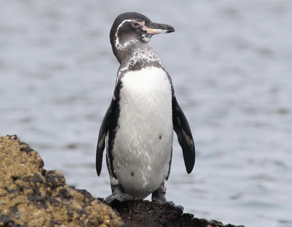 Galapagos Penguin, 加岛企鹅, Spheniscus mendiculus