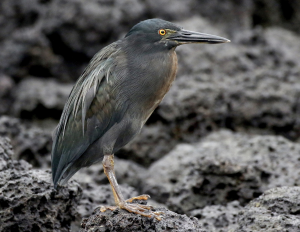 Lava Heron, 加岛绿鹭, Butorides sundevalli Thumbnail