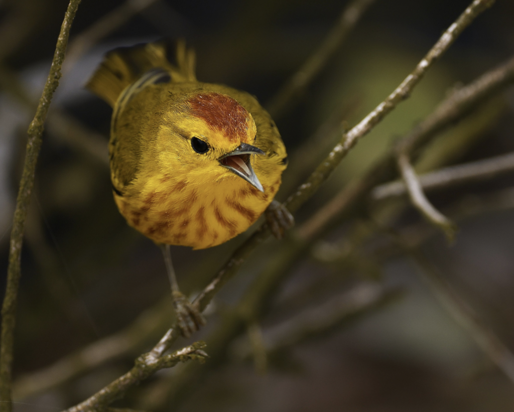 Mangrove Yellow Warbler, 美洲黄林莺, Setophaga petechia