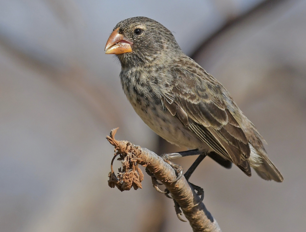 Medium Ground Finch, 中地雀, Geospiza fortis