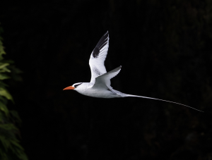 Red-billed Tropicbird (1), 红嘴鹲, Phaethon aethereus Thumbnail