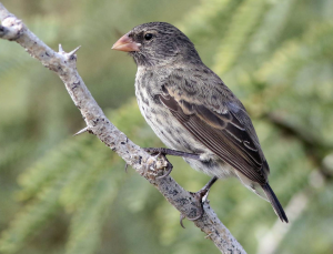 Small Ground Finch, 小地雀, Geospiza fuliginosa Thumbnail