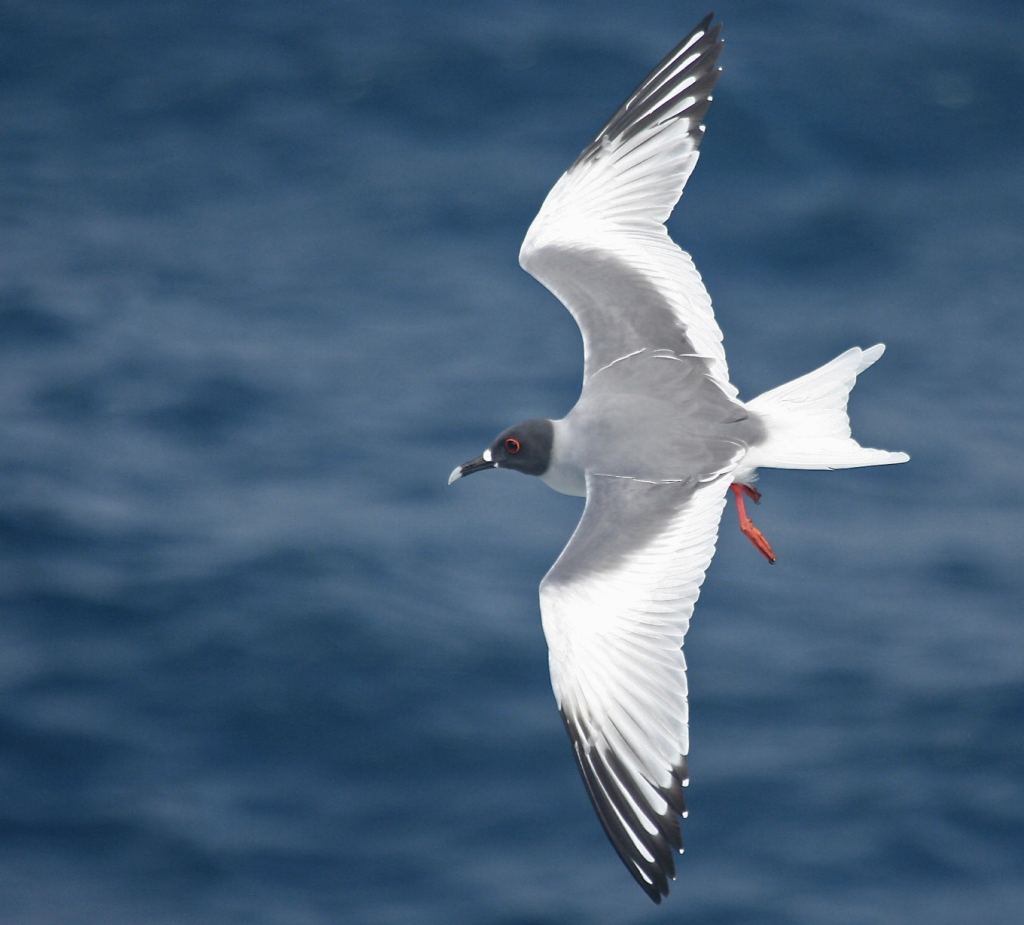 Swallow-tailed Gull (2), 燕尾鸥, Creagrus furcatus