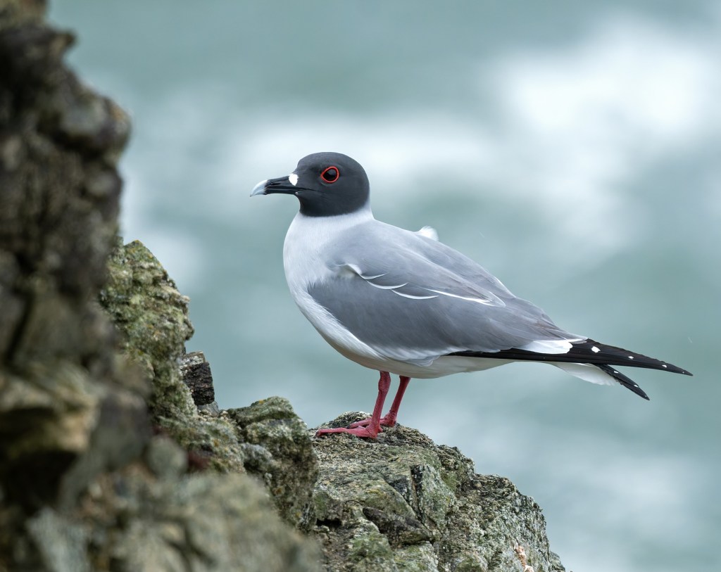 Swallow-tailed Gull (1), 燕尾鸥, Creagrus furcatus