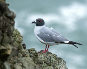 Swallow-tailed Gull (1), 燕尾鸥, Creagrus furcatus Thumbnail