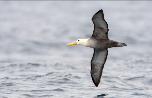 Waved Albatross (2), 加岛信天翁, Phoebastria irrorata Thumbnail