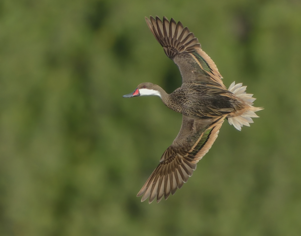 White-cheeked Pintail, 白脸针尾鸭, Anas bahamensis