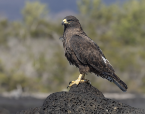 Galapagos Hawk (1), 加岛鵟, Buteo galapagoensis Thumbnail