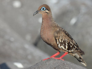 Galapagos Dove, 加岛哀鸽, Zenaida galapagoensis Thumbnail