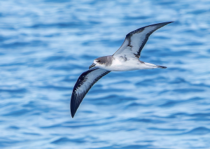 Galapagos Petrel, 暗腰圆尾鹱, Pterodroma phaeopygia Thumbnail