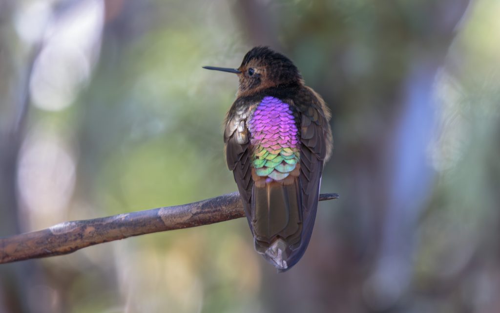 Shining Sunbeam, 闪羽蜂鸟, Aglaeactis cupripennis