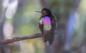 Shining Sunbeam, 闪羽蜂鸟, Aglaeactis cupripennis Thumbnail