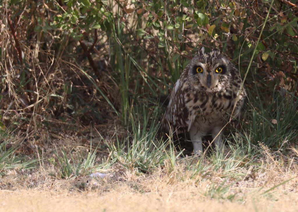 Short-eared Owl, 短耳鸮, Asio flammeus
