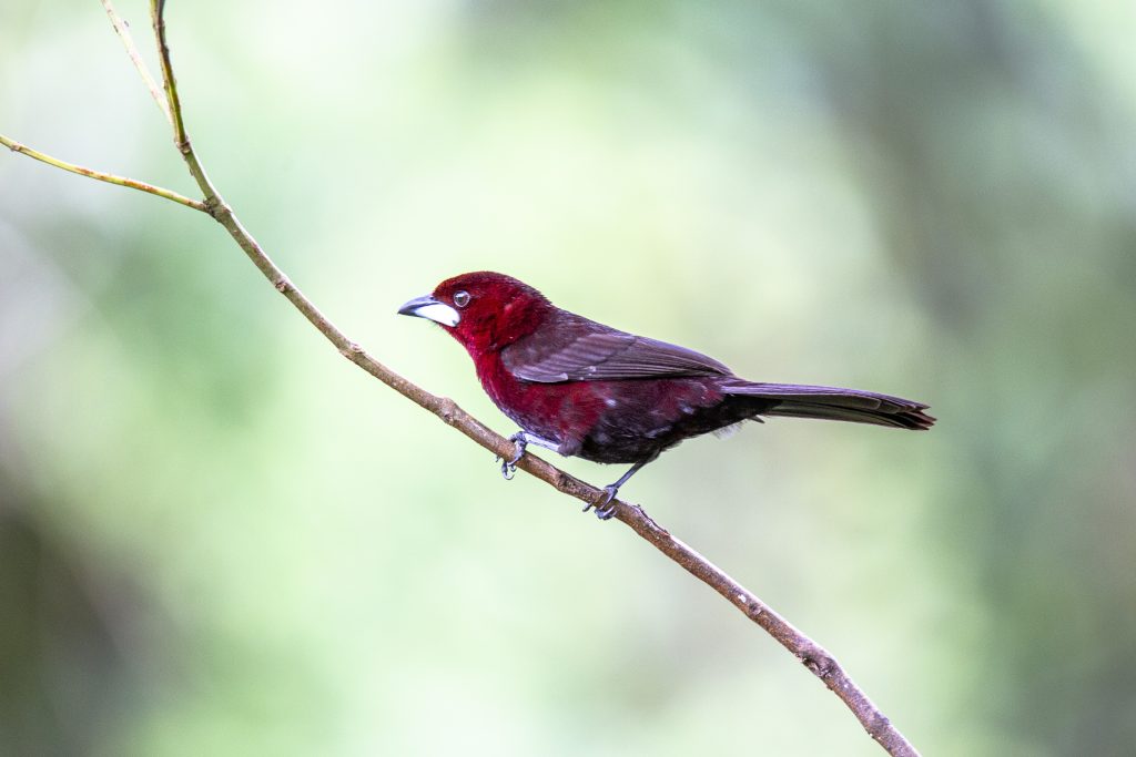 Silver-beaked Tanager, 银嘴唐纳雀, Ramphocelus carbo