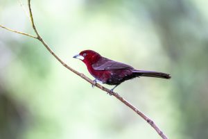 Silver-beaked Tanager, 银嘴唐纳雀, Ramphocelus carbo Thumbnail