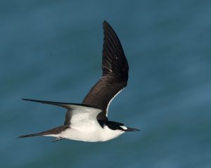 Sotty Tern (2), 乌燕鸥, Onychoprion fuscatus Thumbnail