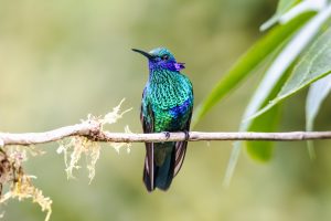 Sparkling Violetear, 辉紫耳蜂鸟, Colibri coruscans Thumbnail