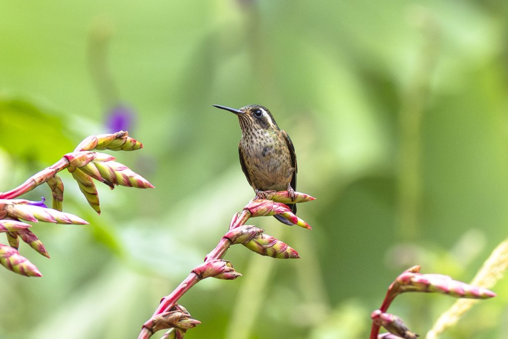 Speckled Hummingbird, 鳞斑蜂鸟, Adelomyia melanogenys