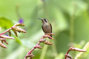 Speckled Hummingbird, 鳞斑蜂鸟, Adelomyia melanogenys Thumbnail