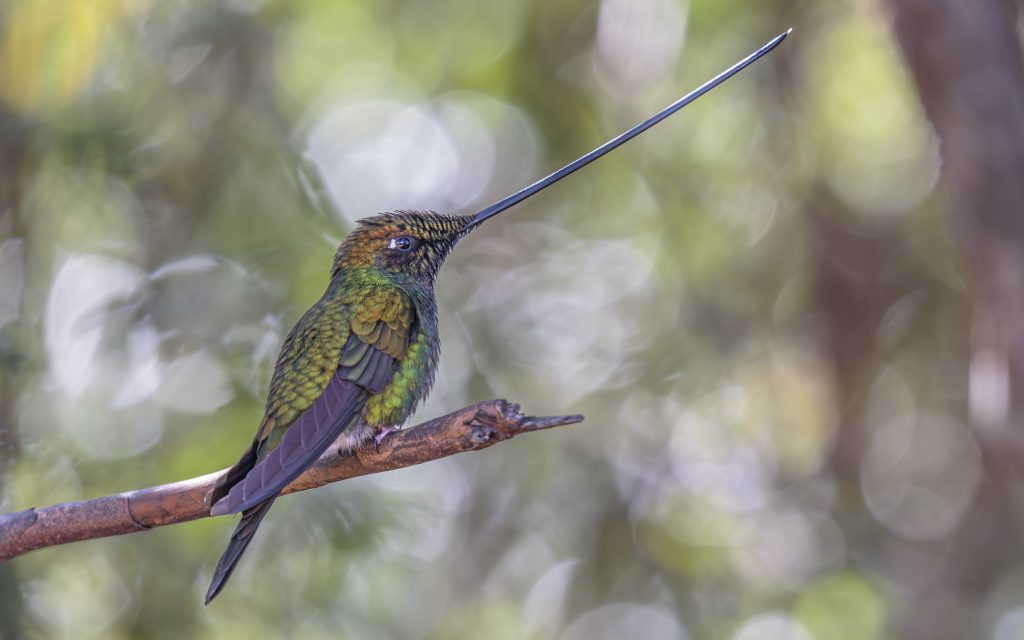 Ecuador: Hummingbirds 15th June 2027 Tour Featured Image
