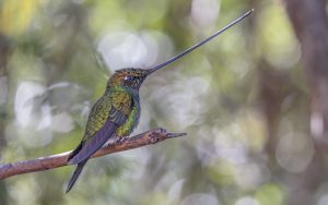 Sword-billed Hummingbird, 剑嘴蜂鸟, Ensifera ensifera Thumbnail