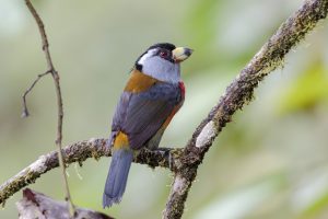 Toucan Barbet, 巨嘴拟䴕, Semnornis ramphastinus Thumbnail