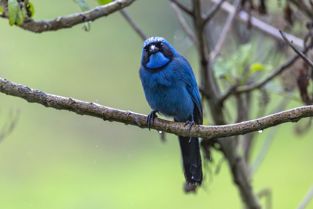 Turquoise Jay, 青绿蓝头鹊, Cyanolyca turcosa