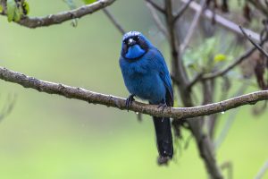 Turquoise Jay, 青绿蓝头鹊, Cyanolyca turcosa Thumbnail