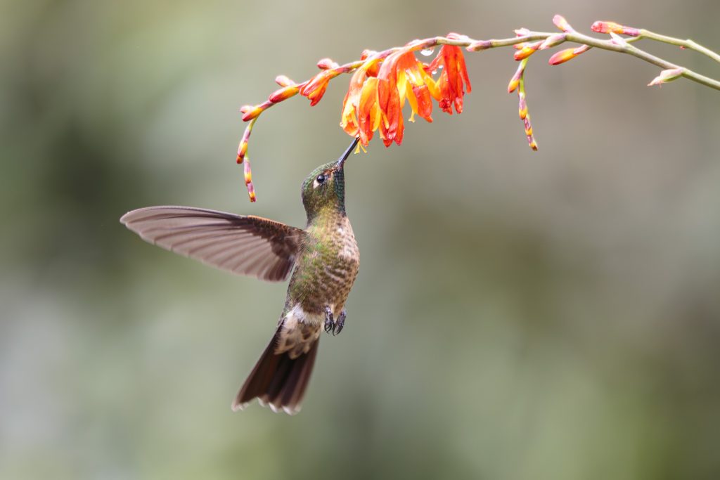 Tyrian Metaltail, 紫辉尾蜂鸟, Metallura tyrianthina