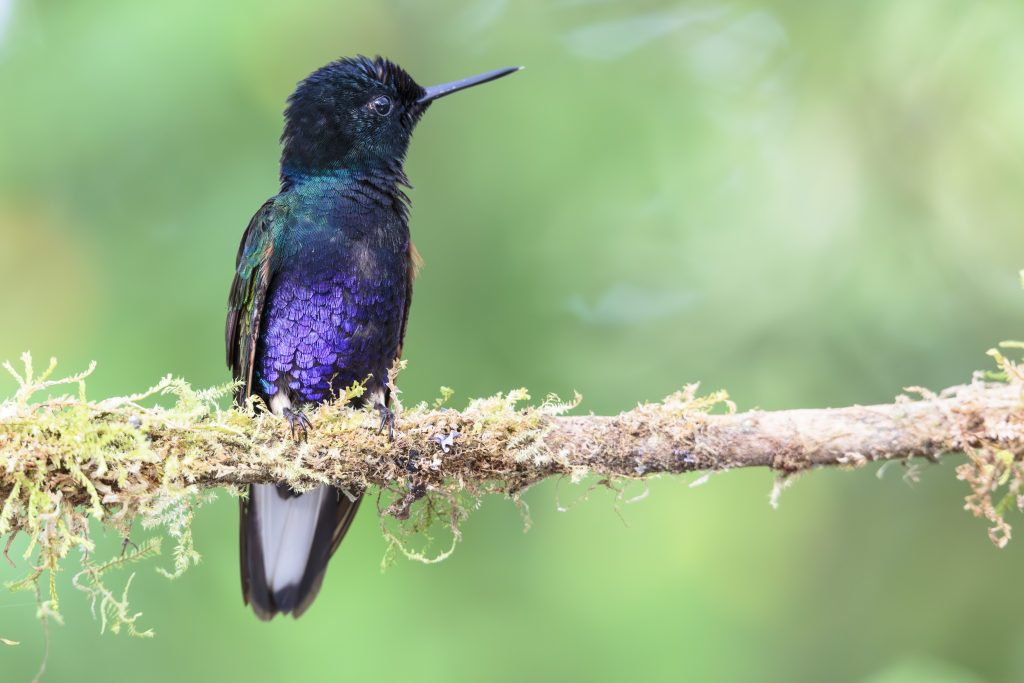 Velvet-purple Coronet, 紫冕蜂鸟, Boissonneaua jardini
