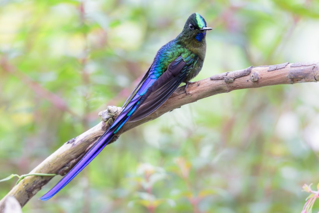 Violet-tailed Sylph, 紫长尾蜂鸟, Aglaiocercus coelestis