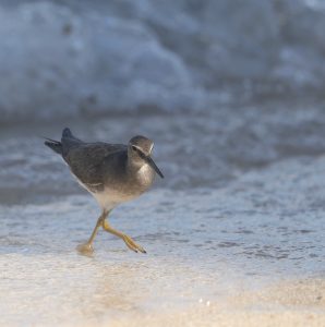 Wandering Tattler (1), 漂鹬, Tringa incana Thumbnail