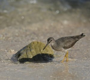 Wandering Tattler (2), 漂鹬, Tringa incana Thumbnail