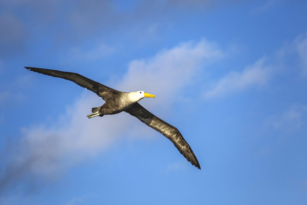 Waved Albatross (1), 加岛信天翁, Phoebastria irrorata