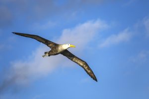 Waved Albatross (1), 加岛信天翁, Phoebastria irrorata Thumbnail