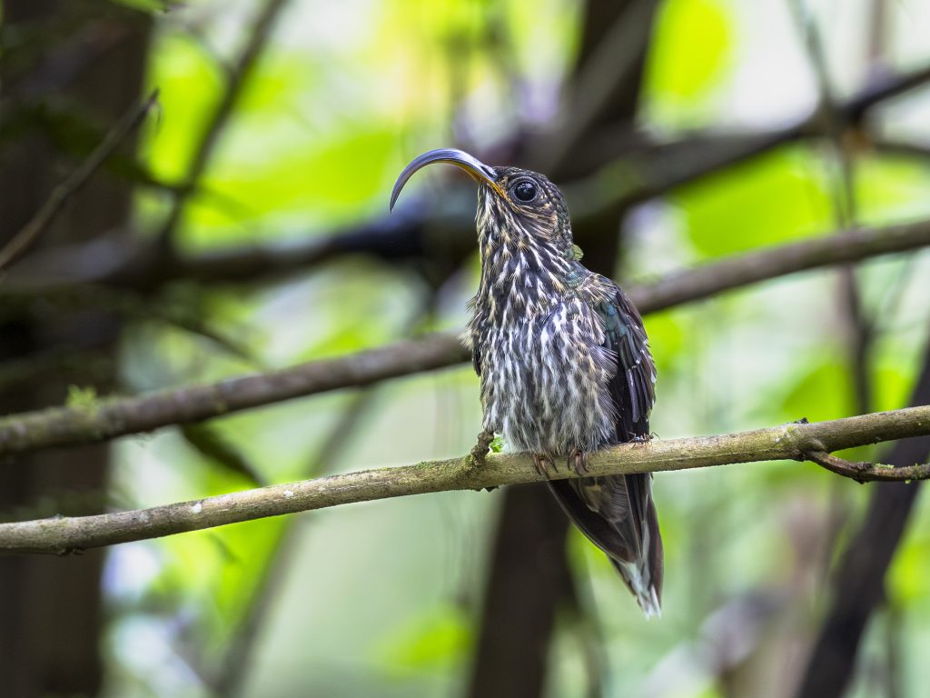White-tipped Sicklebill, 白尾尖镰嘴蜂鸟, Eutoxeres aquila