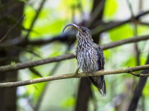 White-tipped Sicklebill, 白尾尖镰嘴蜂鸟, Eutoxeres aquila Thumbnail