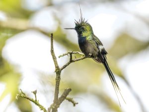 Wire-crested Thorntail, 翎冠刺尾蜂鸟, Discosura popelairii Thumbnail