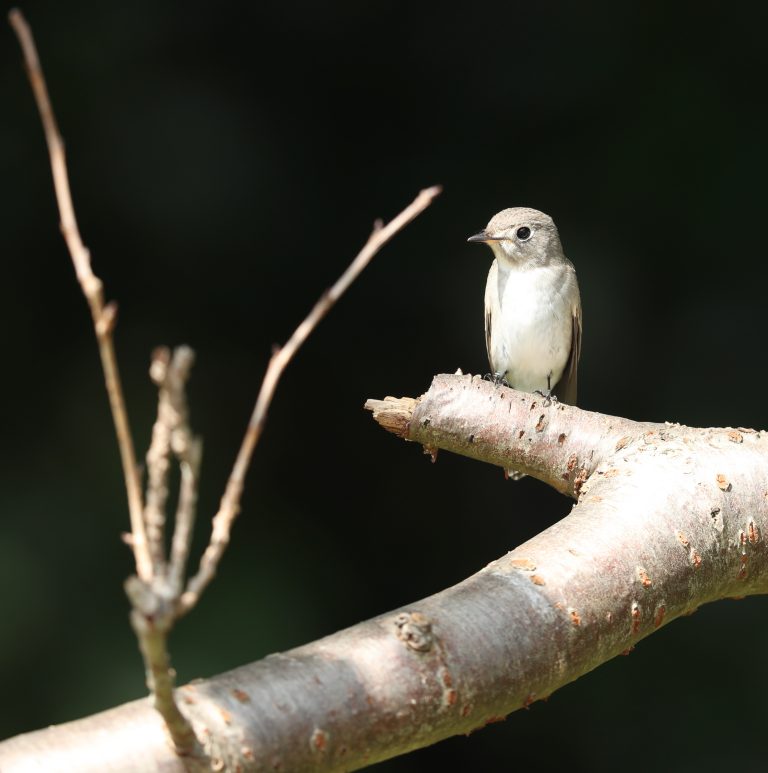Asian Brown Flycatcher 北灰鹟 Image