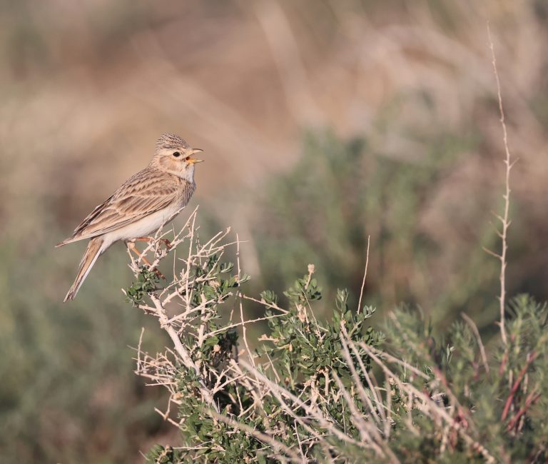 Asian Short-toed Lark 亚洲短趾百灵 Image