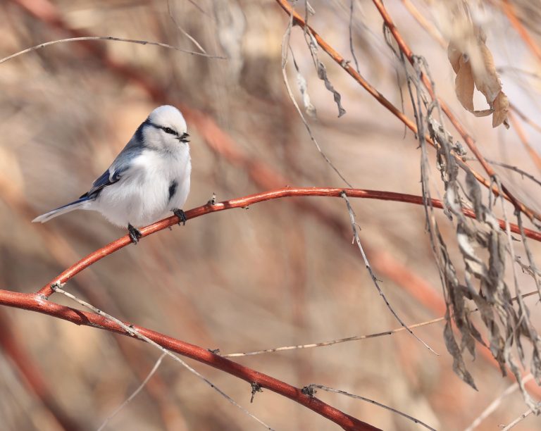 Azure Tit 灰蓝山雀 Image