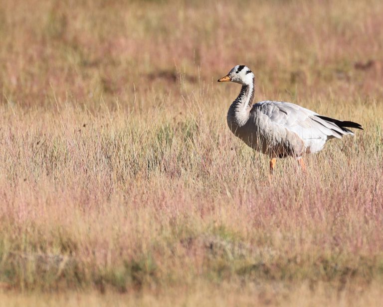 Bar-headed Goose 斑头雁 Image