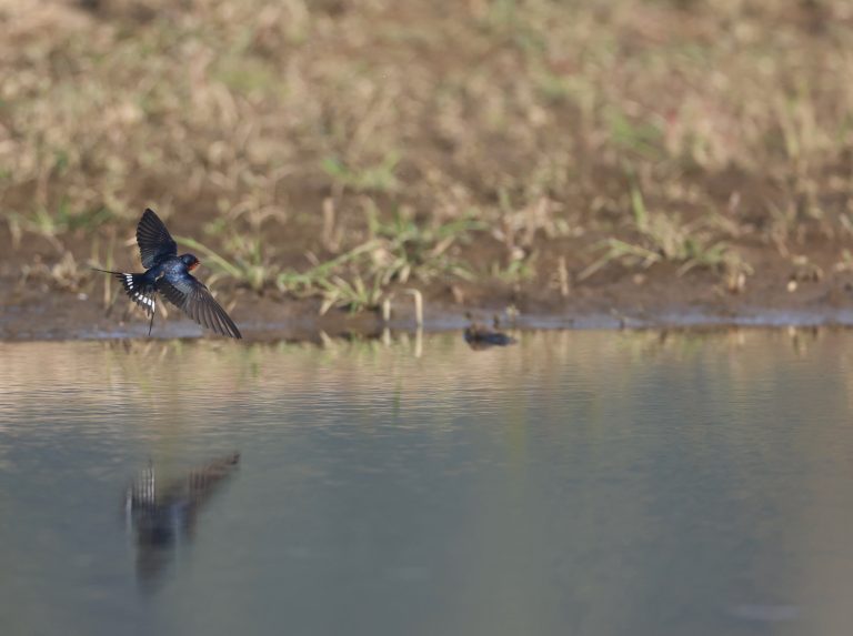 Barn Swallow 家燕 Image